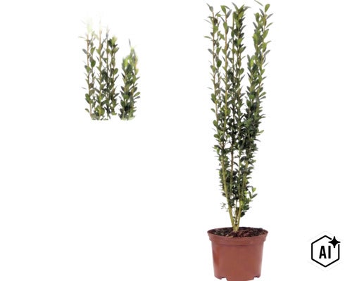 Ilex crenata Fastigiata, cesmína vroubkovaná, vzpřímeně rostoucí keř v květináči s malými zelenými listy. (Image AI modified or generated)