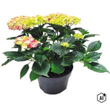 Hortenzie velkolistá Hydrangea macrophylla v květináči se zelenými listy a květenstvím. (Image AI modified or generated)
