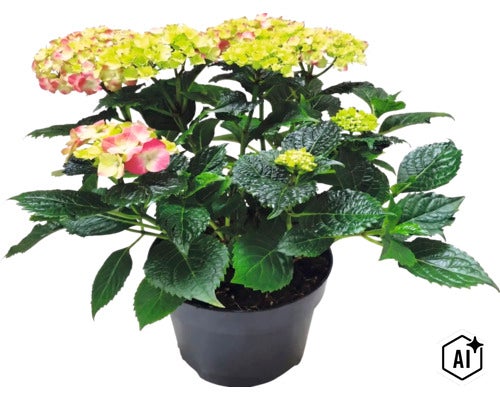 Hortenzie velkolistá Hydrangea macrophylla v květináči se zelenými listy a květenstvím. (Image AI modified or generated)