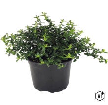 Brslen Euonymus fortunei, stálezelená půdopokryvná rostlina se zelenými listy v černém plastovém květináči. (Image AI modified or generated)
