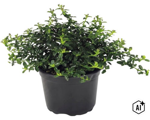 Brslen Euonymus fortunei, stálezelená půdopokryvná rostlina se zelenými listy v černém plastovém květináči. (Image AI modified or generated)