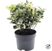 Brslen Fortuneův Euonymus fortunei v černém plastovém květináči. (Image AI modified or generated)