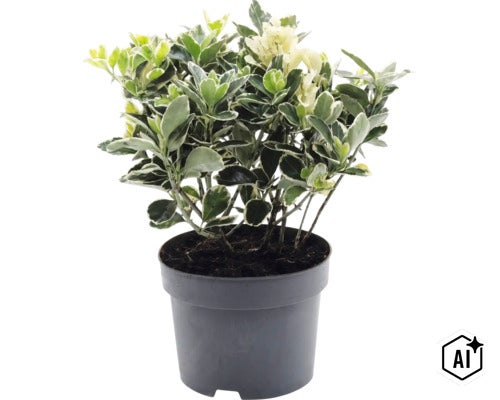 Brslen Fortuneův Euonymus fortunei v černém plastovém květináči. (Image AI modified or generated)