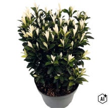 Brslen japonský Euonymus japonicus Paloma Blanca v plastovém květináči s tmavě zelenými listy a bílými výhony. (Image AI modified or generated)