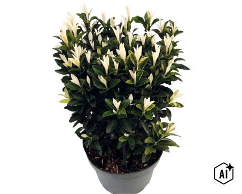 Brslen japonský Euonymus japonicus Paloma Blanca v plastovém květináči s tmavě zelenými listy a bílými výhony. (Image AI modified or generated)