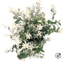 Brslen Fortuneův Euonymus fortunei s bílo-zelenými panašovanými listy. (Image AI modified or generated)