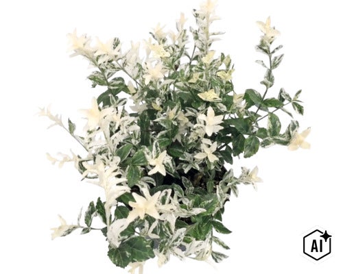 Brslen Fortuneův Euonymus fortunei s bílo-zelenými panašovanými listy. (Image AI modified or generated)
