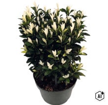 Brslen Fortuneův Euonymus fortunei Paloma Blanca s tmavě zelenými listy a bílými výhonky v květináči. (Image AI modified or generated)