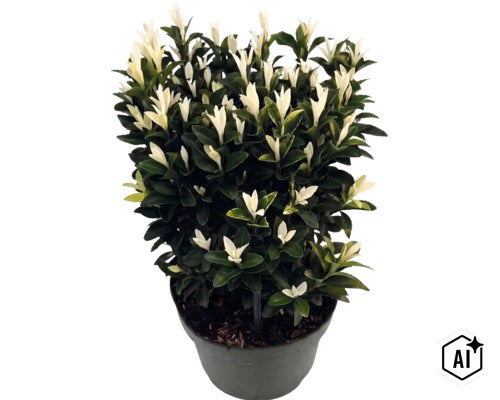 Brslen Fortuneův Euonymus fortunei Paloma Blanca s tmavě zelenými listy a bílými výhonky v květináči. (Image AI modified or generated)