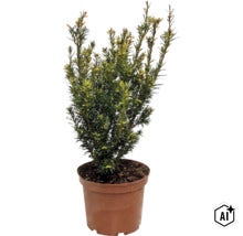 Tis červený (Taxus baccata) v plastovém květináči, stálezelený keř s hustým jehličím pro zahradu nebo terasu. (Image AI modified or generated)