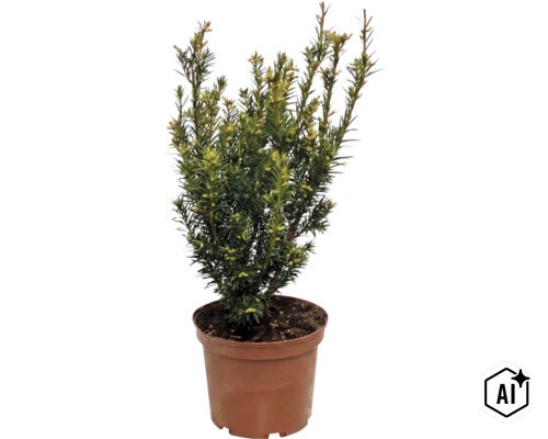 Tis červený (Taxus baccata) v plastovém květináči, stálezelený keř s hustým jehličím pro zahradu nebo terasu. (Image AI modified or generated)
