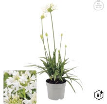 Bílý kalokvět Agapanthus v šedém květináči s logem My Goodness. (Image AI modified or generated)