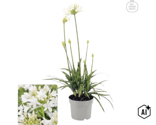 Bílý kalokvět Agapanthus v šedém květináči s logem My Goodness. (Image AI modified or generated)