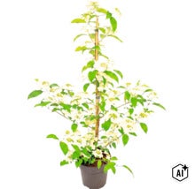 Kalina japonská (Viburnum plicatum) v květináči s bílými květy a zelenými listy, podepřená bambusovou tyčí. (Image AI modified or generated)