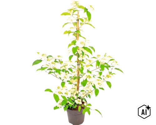 Kalina japonská (Viburnum plicatum) v květináči s bílými květy a zelenými listy, podepřená bambusovou tyčí. (Image AI modified or generated)