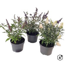 Tři komule Davidovy Buddleja davidii v černých květináčích s fialovými a bílými květy. (Image AI modified or generated)