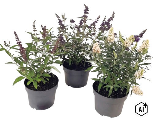 Tři komule Davidovy Buddleja davidii v černých květináčích s fialovými a bílými květy. (Image AI modified or generated)