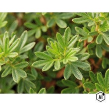 Detailní záběr zelených listů mochny Potentilla. (Image AI modified or generated)
