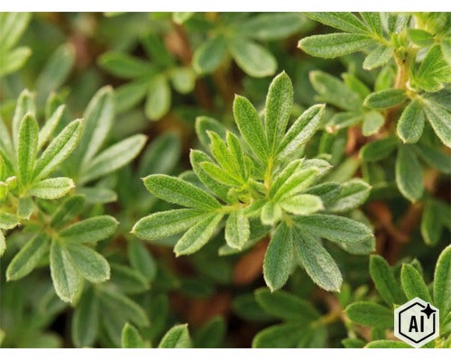 Detailní záběr zelených listů mochny Potentilla. (Image AI modified or generated)