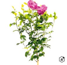 Ibišek syrský Hibiscus syriacus s růžovými květy a zelenými listy. (Image AI modified or generated)