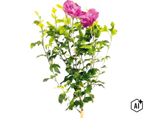 Ibišek syrský Hibiscus syriacus s růžovými květy a zelenými listy. (Image AI modified or generated)
