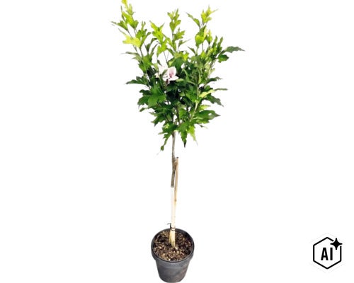 Ibišek syrský Hibiscus syriacus na kmínku v černém květináči, se zelenými listy a světlým květem. (Image AI modified or generated)