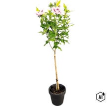 Ibišek syrský Hibiscus syriacus na kmínku se světle růžovými květy v černém květináči. (Image AI modified or generated)