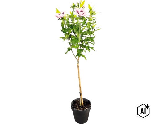 Ibišek syrský Hibiscus syriacus na kmínku se světle růžovými květy v černém květináči. (Image AI modified or generated)