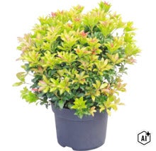 Pieris japonica v tmavém květináči s hustými listy a narůžovělými konečky nových lístků. (Image AI modified or generated)