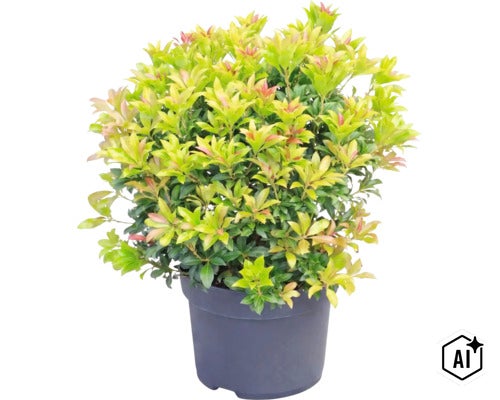 Pieris japonica v tmavém květináči s hustými listy a narůžovělými konečky nových lístků. (Image AI modified or generated)