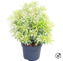 Pieris japonská s bílo-zelenými panašovanými listy v černém plastovém květináči. (Image AI modified or generated)