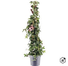 Popínavá rostlina Passiflora v květináči, podepřená bambusovými tyčemi, se zelenými listy, tmavými poupaty a jedním rozkvetlým květem. (Image AI modified or generated)