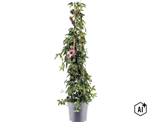 Popínavá rostlina Passiflora v květináči, podepřená bambusovými tyčemi, se zelenými listy, tmavými poupaty a jedním rozkvetlým květem. (Image AI modified or generated)