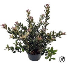 Pestrolistý bodlinatec Osmanthus heterophyllus v černém plastovém květináči se zubatými zeleno-bílými listy. (Image AI modified or generated)