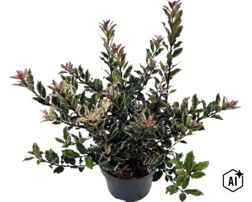 Pestrolistý bodlinatec Osmanthus heterophyllus v černém plastovém květináči se zubatými zeleno-bílými listy. (Image AI modified or generated)