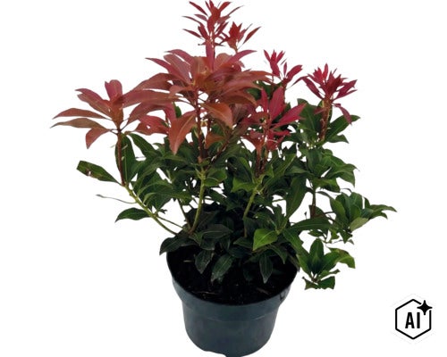 Pieris japonská Pieris japonica se zelenými listy a červenými výhonky v černém květináči (Image AI modified or generated)