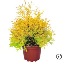 Stálezelený zerav Thuja se žlutozeleným jehličím v hnědém květináči. (Image AI modified or generated)