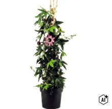 Mučenka Passiflora v černém květináči s fialovým květem a bambusovými tyčkami jako oporou. (Image AI modified or generated)