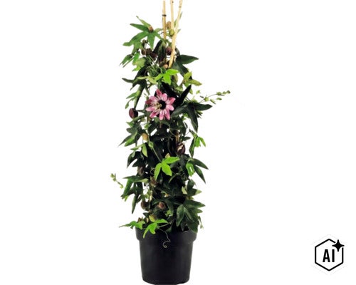 Mučenka Passiflora v černém květináči s fialovým květem a bambusovými tyčkami jako oporou. (Image AI modified or generated)