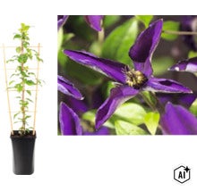 Plamének Clematis v květináči s oporou a detailním záběrem fialového květu. (Image AI modified or generated)