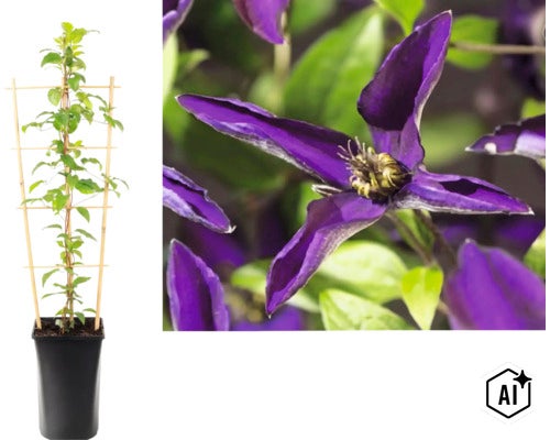 Plamének Clematis v květináči s oporou a detailním záběrem fialového květu. (Image AI modified or generated)
