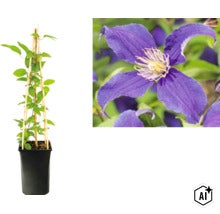 Plamének Clematis s fialovým květem v květináči s bambusovou oporou a detailním záběrem květu. (Image AI modified or generated)