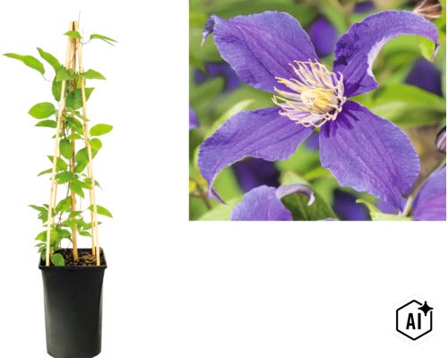 Plamének Clematis s fialovým květem v květináči s bambusovou oporou a detailním záběrem květu. (Image AI modified or generated)