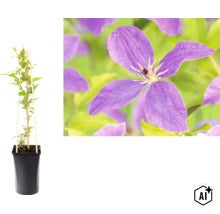 Plamének Clematis v černém květináči s dřevěnou oporou a detailní záběr fialového květu. (Image AI modified or generated)
