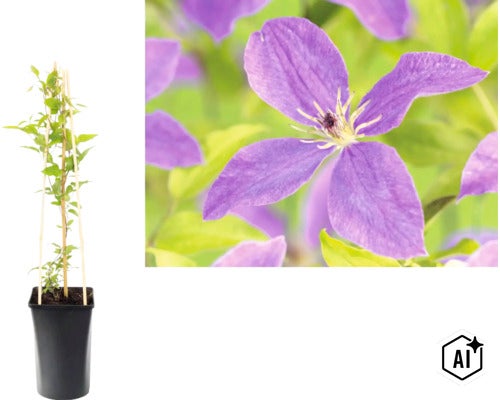 Plamének Clematis v černém květináči s dřevěnou oporou a detailní záběr fialového květu. (Image AI modified or generated)
