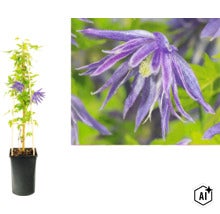 Plamének Clematis macropetala v květináči s oporou a detailní záběr na fialový květ. (Image AI modified or generated)