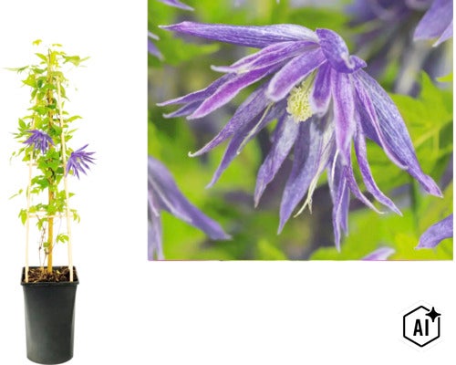 Plamének Clematis macropetala v květináči s oporou a detailní záběr na fialový květ. (Image AI modified or generated)
