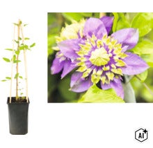 Plamének Clematis v černém květináči s dřevěnou oporou a detail plného fialovo-žlutého květu. (Image AI modified or generated)