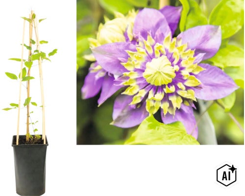 Plamének Clematis v černém květináči s dřevěnou oporou a detail plného fialovo-žlutého květu. (Image AI modified or generated)
