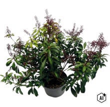 Pieris japonica v květináči se zelenými listy a tmavými květními pupeny. (Image AI modified or generated)